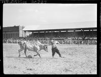 Herbie Zimmerman Bull Fighter