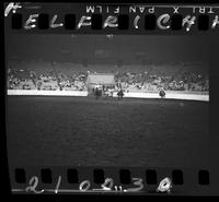 Wilbur Plougher Steer Wrestling