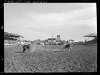 Shoat Webster Steer Roping