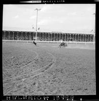 Guy Weeks Calf Roping