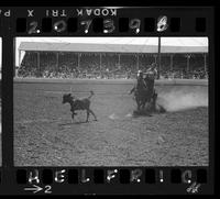 Unidentified Calf Ropers