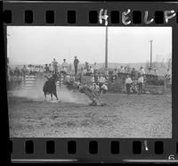 Stan Schricker Calf roping