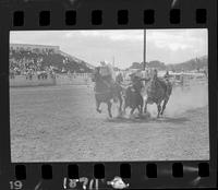 Harley May Steer Wrestling