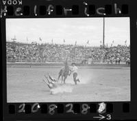 Jim Kenney Calf Roping