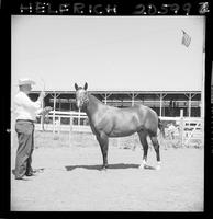 Quarter Horse 1st Day 8th