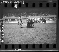 Tom Nesmith Steer Wrestling