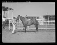 Penny Post Card, Fillies foaled in 1957, Frank & Stephen E. Carver, Crookston, Nebr.