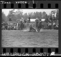 C.T. Jones Steer Wrestling