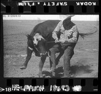 Otis Lawhon Wild Cow Milking