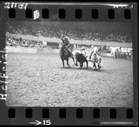 Jim Painter Steer Wrestling