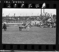 John Gee Steer Wrestling