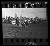 Unknown Steer Wrestling, Clowns, Etc