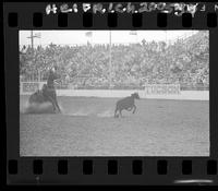 Jon Nickerson Calf Roping