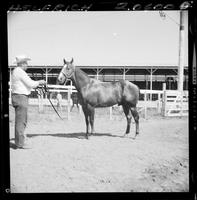 Quarter Horse 2nd Day 9th