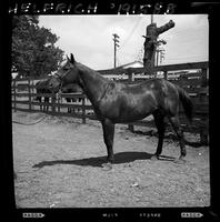 Merle Davis' Horse