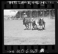 ?  Steer Wrestling