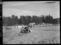 Wick Peth taking bull off Cowboy ( Ernie Windorf off Chilco Radar)