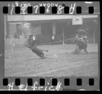 Calf Roping 3rd Go