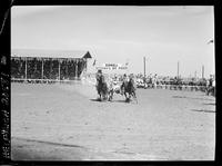 Tom Nesmith Steer Wrestling