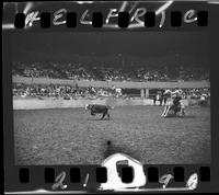 Bobby Goodspeed Calf Roping