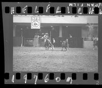 Steer Wrestling 4th Go