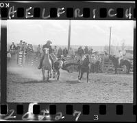 Muggs Bentley Steer Wrestling