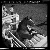 Horse rearing in Chute, Hawkins in back