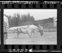 Herbie Zimmerman Bull Fighter