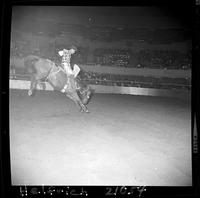 Guy Weeks on Ringo  (McK)