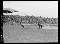 Dean Oliver Calf Roping