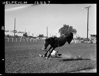 Dick Graham off Little Brown Jug