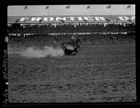 Shoat Webster Steer Roping