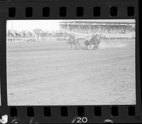 Jim Apadaco Steer Wrestling