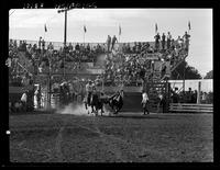 Bill Murray Steer Wrestling