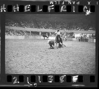 Warren Wuthier Calf Roping