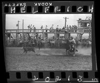 Dick Wilder Calf Roping