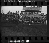 Clark Bros. Rodeo Kids