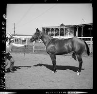 '61 Fillies Babe Pat Star, Howard Pitzer, Ericson, Neb.