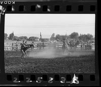 Billy Neal Calf Roping