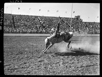 Mac Griffith off Bullet  (Leo Brown's horse)