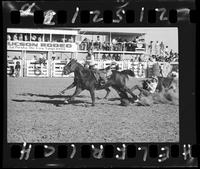 Melvin Paul Steer Wrestling