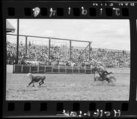 Carl Prelli Calf Roping