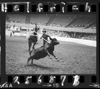 Lee Cockrell Calf Roping