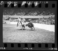 Barry Burke Steer Wrestling