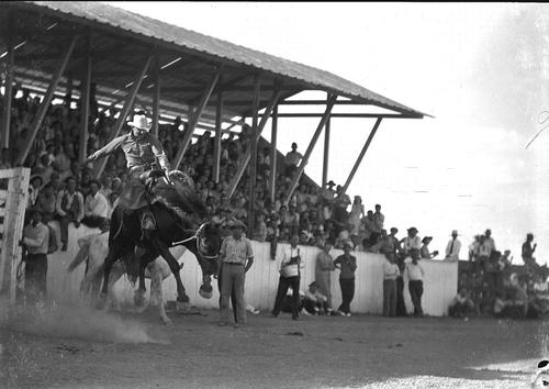 [Unidentified Cowboy riding bronc in front of grandstand] | Digital ...