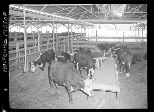 New Steers | Digital Collections at Dickinson Research Center